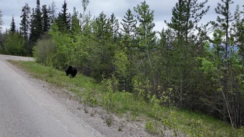 Grizzly bear in the wild Stock Footage 314800360