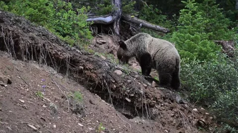 Grizzly bear in the wild Stock Footage 328365360