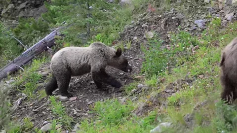 Grizzly bear in the wild Video stock 328365411