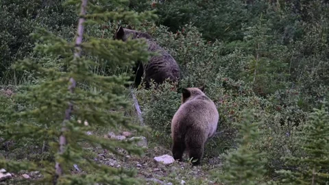 Grizzly bear in the wild Stock Footage 328365495