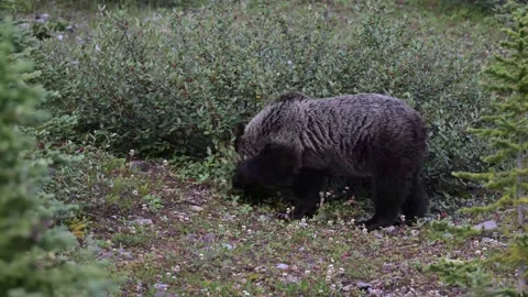 Grizzly bear in the wild Vídeo Stock 328365523