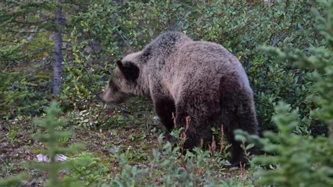 Grizzly bear in the wild Stock Footage 328365538