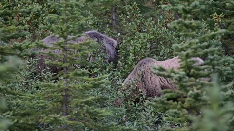 Grizzly bear in the wild Видео 328365539