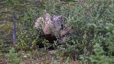 Grizzly bear in the wild Stock Footage 328365565
