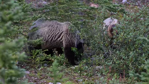Grizzly bear in the wild Stock Footage 328365608