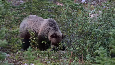 Grizzly bear in the wild Видео 328365622