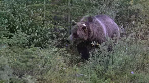 Grizzly bear in the wild Stock Footage 328365676