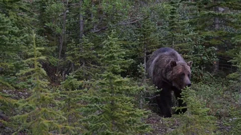 Grizzly bear in the wild Stock Footage 328365690
