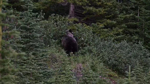 Grizzly bear in the wild 스톡 동영상 328365730
