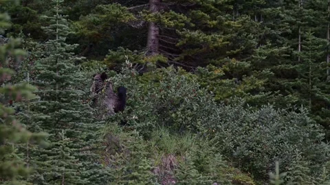 Grizzly bear in the wild Stock Footage 328365743
