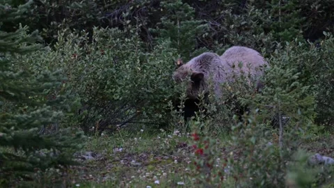 Grizzly bear in the wild Stock Footage 328365762
