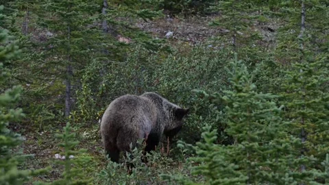Grizzly bear in the wild Stock Footage 328365774