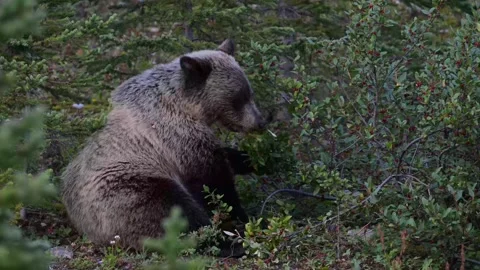 Grizzly bear in the wild Stock Footage 328365789