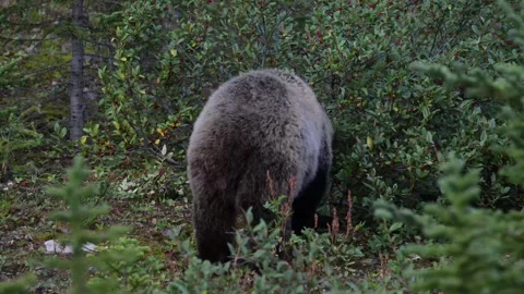 Grizzly bear in the wild Vídeo Stock 328365797