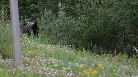 Grizzly bear in the wild Stock-Footage 328365804