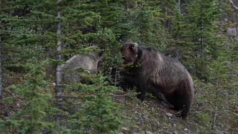 Grizzly bear in the wild Stock Footage 328365808