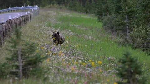 Grizzly bear in the wild Stock Footage 328365817