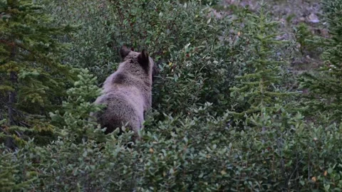 Grizzly bear in the wild Stock Footage 328365818