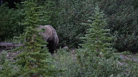 Grizzly bear in the wild Stock Footage 328365819