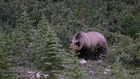 Grizzly bear in the wild Stock Footage 328365834