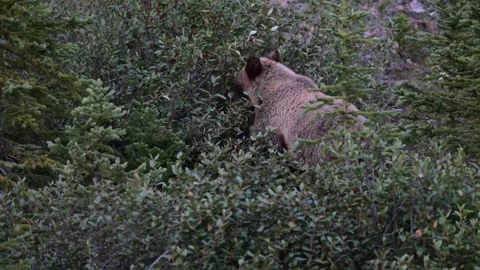 Grizzly bear in the wild Vídeo Stock 328365836