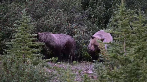 Grizzly bear in the wild Video stock 328365839