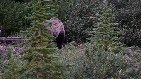 Grizzly bear in the wild Stock Footage 328365841