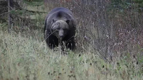 Grizzly bear in the wild Stock Footage 328365846