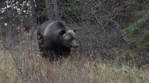 Grizzly bear in the wild 動画素材 328365849