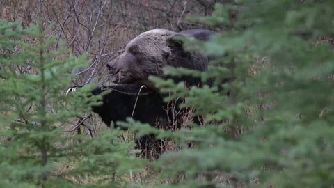Grizzly bear in the wild Stock Footage 328365852