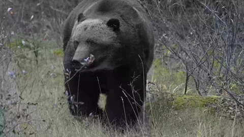 Grizzly bear in the wild Stock Footage 328365856
