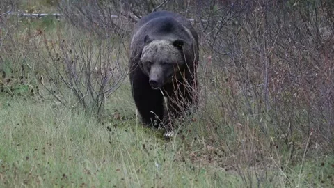 Grizzly bear in the wild Stock Footage 328365857