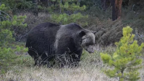Grizzly bear in the wild 動画素材 328365872