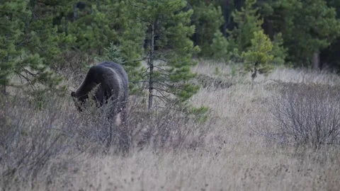 Grizzly bear in the wild Stock Footage 328365878