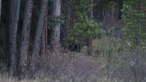 Grizzly bear in the wild Stock Footage 328365879