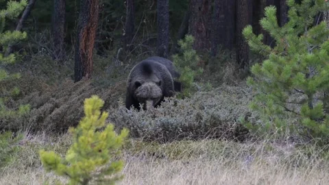 Grizzly bear in the wild Stock Footage 328365886