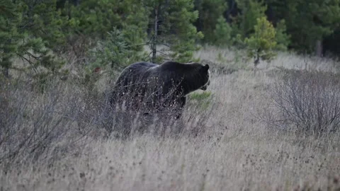Grizzly bear in the wild Stock Footage 328365887