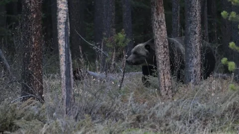 Grizzly bear in the wild Stock Footage 328365890