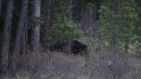 Grizzly bear in the wild Видео 328365898