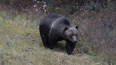 Grizzly bear in the wild 스톡 동영상 328365899