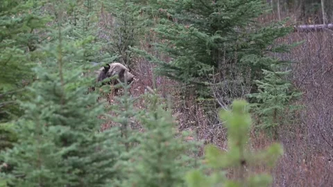 Grizzly bear in the wild Stock Footage 328365903
