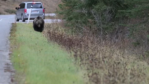 Grizzly bear in the wild Stock Footage 328365910