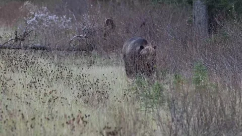 Grizzly bear in the wild Vídeo Stock 328365917