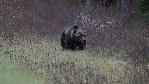 Grizzly bear in the wild Stock Footage 328365920