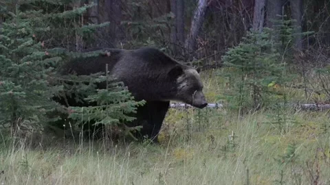 Grizzly bear in the wild Stock Footage 328365923