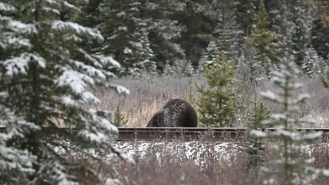 Grizzly bear in the wild Stock Footage 328366006