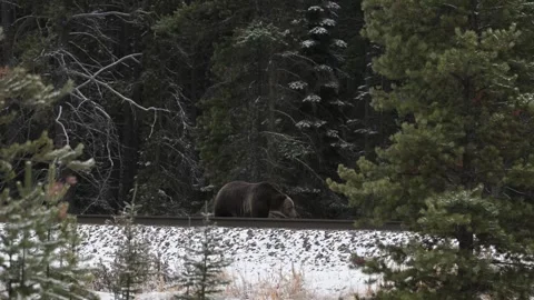 Grizzly bear in the wild Stock Footage 328366008