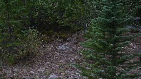 Grizzly bear in the wild Видео 328369800