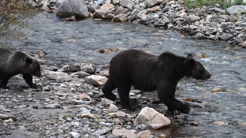 Grizzly bear in the wild Stock Footage 328369932