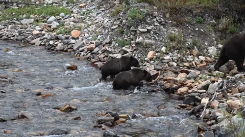 Grizzly bear in the wild Stock Footage 328369942